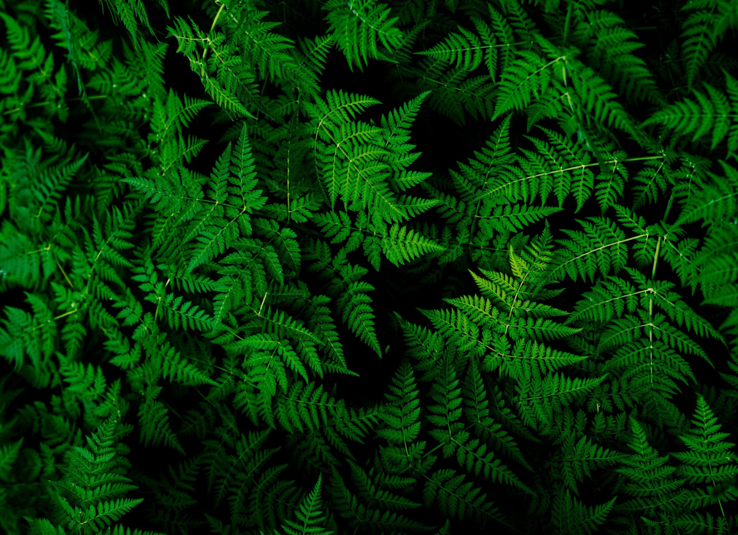 La chlorophylle